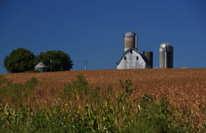 barn and cornfield, Scott County